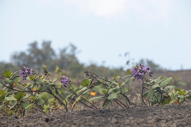 Pacaya Volcano Tour and Hot Springs from Antigua - Key Points