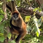 Paddle Boarding and Meditation Wellness Experience in Las Isletas - FAQ