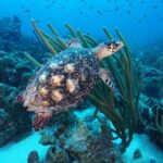 PADI Discover Scuba Dive at Coral Divers Curacao - Who Would Love This Tour?
