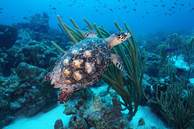 PADI Discover Scuba Dive at Coral Divers Curacao - Who Would Love This Tour?