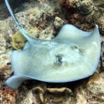 PADI Open Water Diver Course in Bayahibe - FAQ