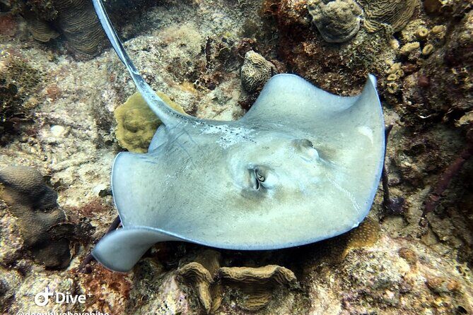 PADI Open Water Diver Course in Bayahibe - FAQ