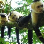 Palo Verde Boat Safari - Authentic Experiences and Traveler Feedback