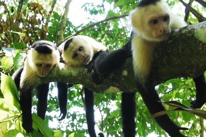 Palo Verde Boat Safari - Authentic Experiences and Traveler Feedback