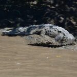 Palo verde Boat Tour from Playa Flamingo - The Scenic Drive and Arrival