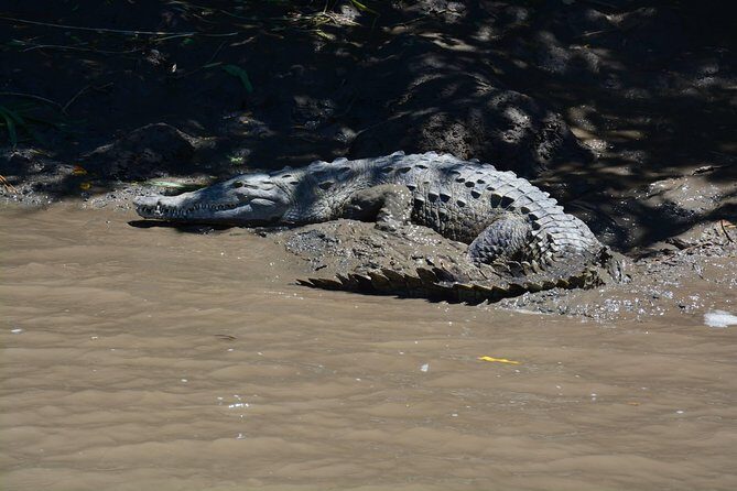 Palo verde Boat Tour from Playa Flamingo - The Scenic Drive and Arrival