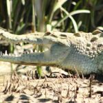 Palo Verde Boat Tours, Ortega - Practical Details and Value