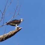 Palo Verde Jungle Boat Tour, Guaitil Pottery & Lunch - Final Words