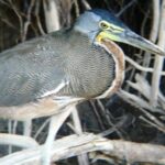 Palo Verde National Park boat and wildlife tour one day tour - A Deep Dive into the Palo Verde National Park Boat and Wildlife Tour