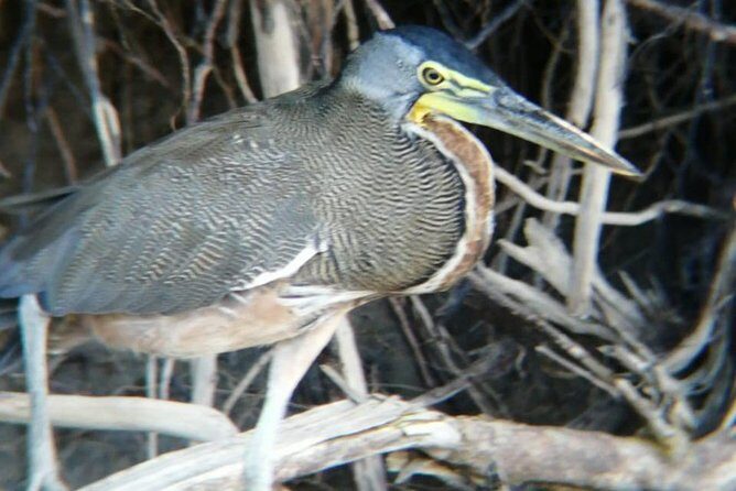 Palo Verde National Park boat and wildlife tour one day tour - A Deep Dive into the Palo Verde National Park Boat and Wildlife Tour