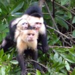 Palo Verde Riverboat Tour - A Highly Detailed Review of the Palo Verde Riverboat Tour