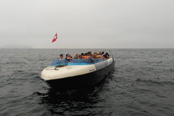 Palomino Islands Sea Lion Swimming Tour - What We Think About the Experience