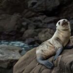 Palomino Islands: Speedboat and Sea Lion Swim - An In-Depth Look at the Palomino Islands Speedboat Tour