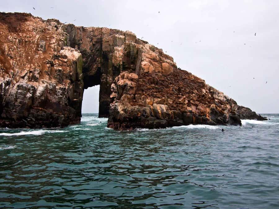 Palomino Islands speedboat excursion & Swim with sea lions - Exploring the Callao Islands by Speedboat