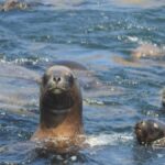 Palomino Islands Yacht Tour and swim alongside the sea lions - Practical Tips for Making the Most of Your Tour