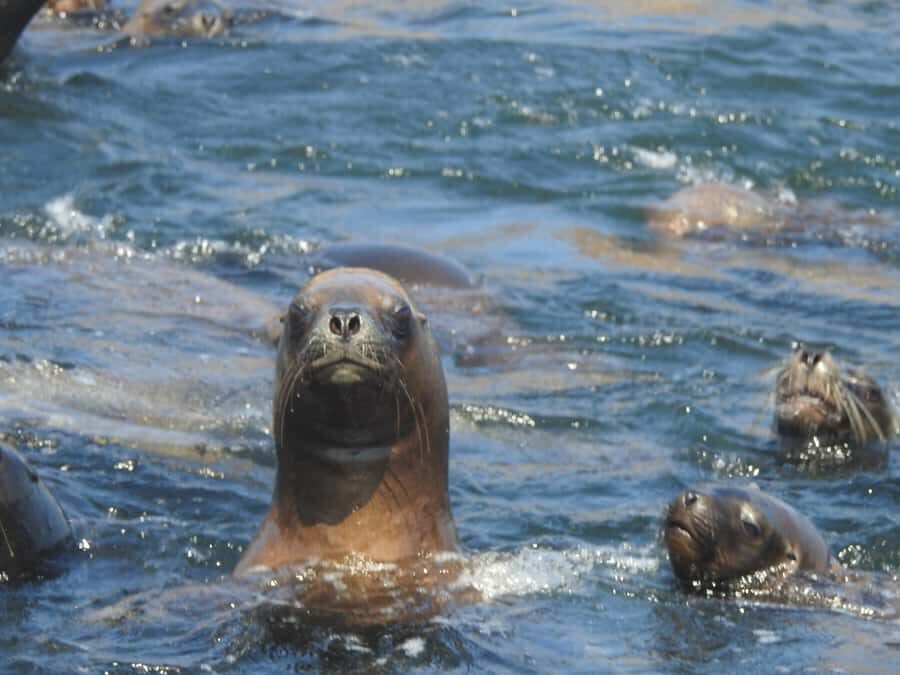 Palomino Islands Yacht Tour and swim alongside the sea lions - Practical Tips for Making the Most of Your Tour