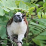 Panama Canal Jungle Boat Explorer Private Tour - What Travelers Love About This Tour