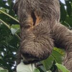 Panama: Causeway, Canal Zone & Panama Canal entrance included - Who Should Consider This Tour?