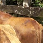 Panamá's Farming Region on horseback - In-Depth Review of Panama’s Farming Region Horseback Tour
