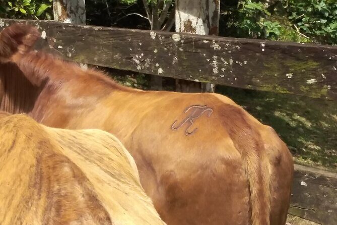 Panamá's Farming Region on horseback - In-Depth Review of Panama’s Farming Region Horseback Tour