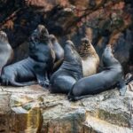Paracas: Ballestas Islands and Paracas National Reserve Tour - Why Choose This Tour?