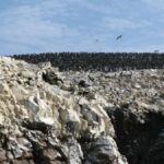 Paracas: Ballestas Islands Boat Ride Tour - The Mysterious Candelabro de Paracas