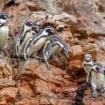 Paracas: Ballestas Islands Boat tour - Islas Ballestas - Who Should Consider This Tour?