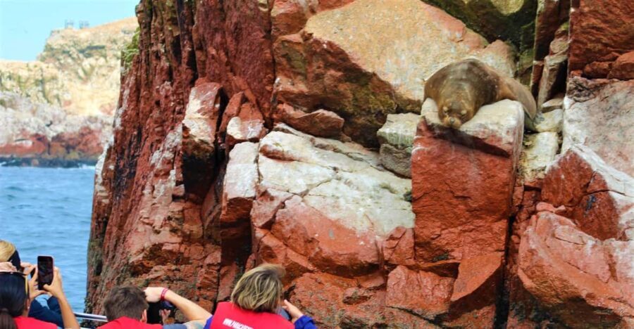 Paracas: Ballestas Islands Guided Boat Tour - Who should consider this tour?