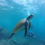 Paracas: Diving - Dive into the sea - The Marine Environment: Why It Matters