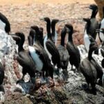 Paracas National Reserve Tour - Authentic Experiences and Real Traveler Insights