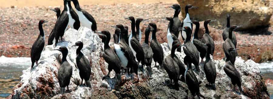 Paracas National Reserve Tour - Authentic Experiences and Real Traveler Insights