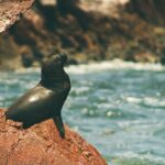 Paracas Reserve & Ballestas Islands Tour from Lima - Private Trip - Practical Details and Value