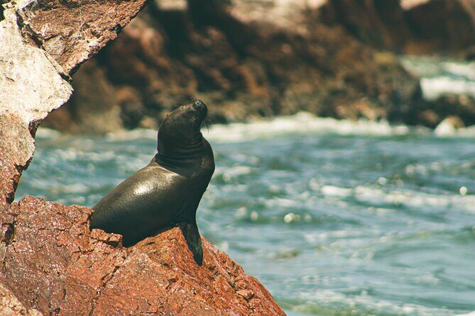 Paracas Reserve & Ballestas Islands Tour from Lima - Private Trip - Practical Details and Value