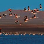 Paracas : Sunset tour in the Paracas National Reserve - An In-Depth Look at the Sunset Tour in Paracas