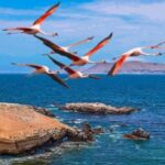 PARACAS|| Sunset trekking in the Paracas National Reserve - Who Is This Tour Best For?