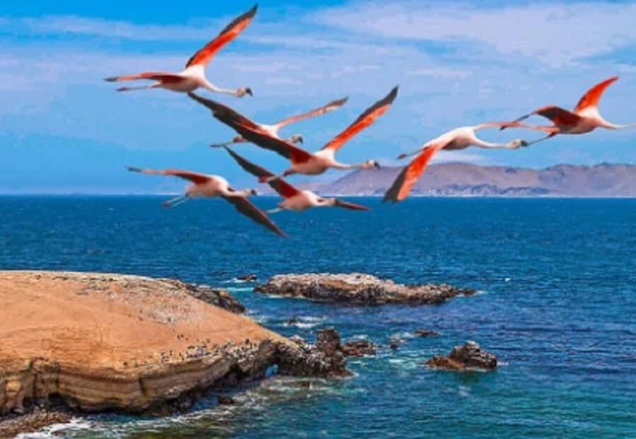 PARACAS|| Sunset trekking in the Paracas National Reserve - Who Is This Tour Best For?