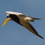 Paraguay River Nature and Wildlife Boat Tour from Asunción - Practical Tips for Your Trip