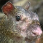 Parque Nacional Corcovado- Sirena day tour desde Puerto Jiménez - What We Think