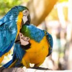 Parrot and Macaw Clay Lick Tour - Who Would Enjoy This Tour?