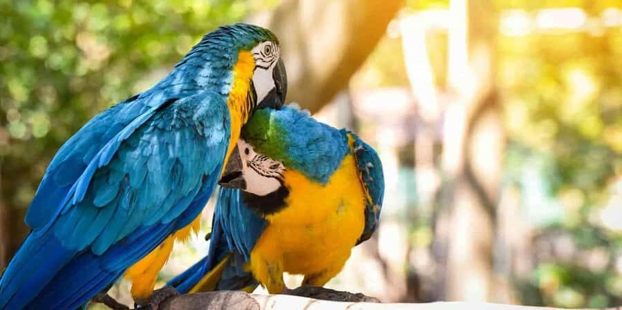 Parrot and Macaw Clay Lick Tour - Who Would Enjoy This Tour?