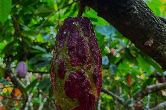 Paso del Mango Five Waterfalls - Why This Tour Is Great Value