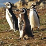 Penguin colony in Ushuaia - Additional Insights from Reviews