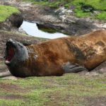 Penguins, Elephant Seals and City Attractions at Falkland Islands - What Do Reviewers Say?