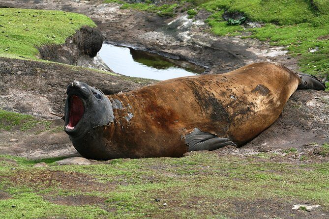Penguins, Elephant Seals and City Attractions at Falkland Islands - What Do Reviewers Say?