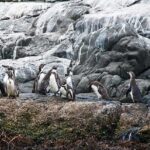Penguins Watching Navigation Cachagua Island& Lunch From SANTIAGO - Final Thoughts