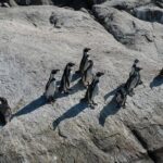 Penguins Watching Navigation Cachagua Island&Lunch From VALPARAIS - Who Should Consider This Tour?