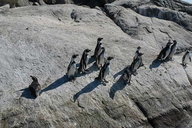 Penguins Watching Navigation Cachagua Island&Lunch From VALPARAIS - Who Should Consider This Tour?