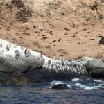 Penguins Watching-Navigation & HorseRide & Barbecue From Santiago - A Detailed Look at the Experience