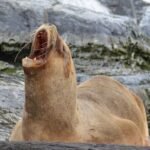 Peninsula de Valdes - Puerto Madryn **(Shared tour for cruises)** - Who Will Love This Tour?