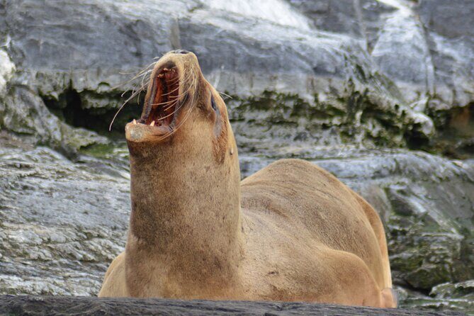 Peninsula de Valdes - Puerto Madryn **(Shared tour for cruises)** - Who Will Love This Tour?